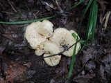 Lactarius maculatipes image