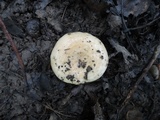 Lactarius maculatipes image