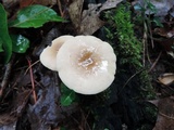 Lactarius subvernalis image
