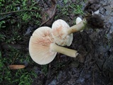 Lactarius subvernalis var. cokeri image