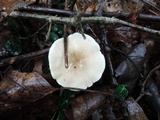 Lactarius subvernalis image