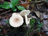 Lactarius subvernalis image