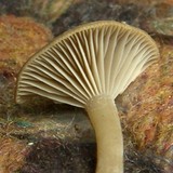 Pseudoclitocybe cyathiformis image