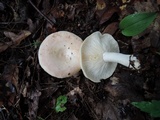 Lactarius chrysorrheus image