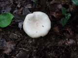 Lactarius chrysorrheus image