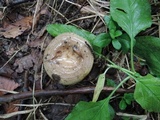 Lactarius maculatus image