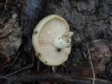 Lactarius maculatus image