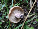 Lactarius maculatus image