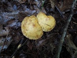 Suillus americanus image
