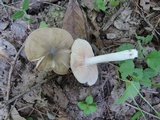 Entoloma griseum image