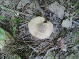 Entoloma griseum image