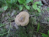 Entoloma griseum image