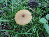 Entoloma formosum image