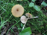 Entoloma formosum image