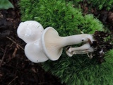 Hygrophorus eburneus image