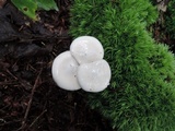 Hygrophorus eburneus image