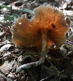 Gymnopus luxurians image