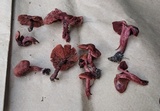 Cortinarius marylandensis image