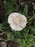 Russula crustosa image