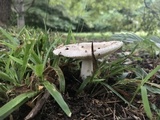 Russula crustosa image