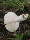 Russula crustosa image