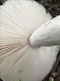 Russula crustosa image