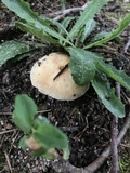 Russula farinipes image