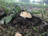 Russula farinipes image