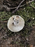 Russula farinipes image