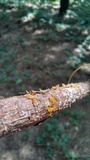Calocera viscosa image