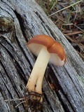 Rhodocollybia butyracea image