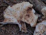 Gomphus bonarii image