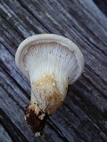 Pleurotus dryinus image