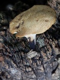 Polyporus leptocephalus image