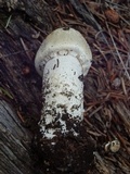 Agaricus didymus image