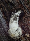 Agaricus didymus image