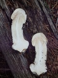 Agaricus didymus image