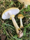 Amanita flavorubens image