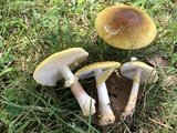 Amanita flavorubens image