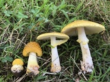 Amanita flavorubens image