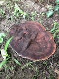 Laetiporus persicinus image