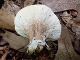 Abortiporus biennis image