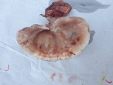 Abortiporus biennis image