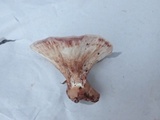 Abortiporus biennis image