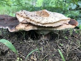 Laetiporus persicinus image