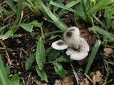 Leucocoprinus brebissonii image