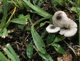 Leucocoprinus brebissonii image