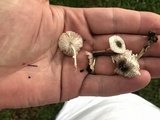Leucocoprinus brebissonii image