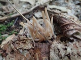 Clavaria fumosa image