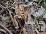 Clavaria fumosa image